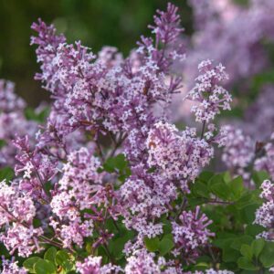 Lilac (Syringa Vulgaris) 2L pot - Miss Kim