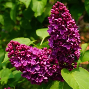 Lilac (Syringa Vulgaris) 2L pot - Ludwig Spath