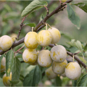 Plum Mirabelle de Nancy - 125-150cm