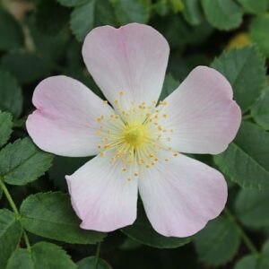 Rosa Canina (Wild Rose) 60-100cm