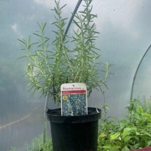 Rosmarinus Officinalis 2L Pot