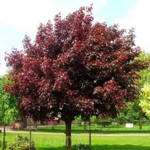 Acer plat. 'Royal Red'