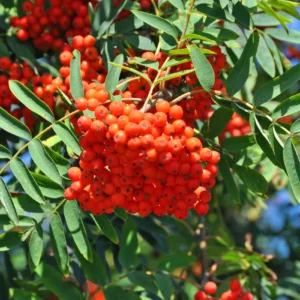 Rowan Tree (Sorbus Aucuparia)