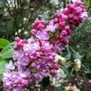 Lilac (Syringa Vulgaris) 2L pot - Belle de Nancy