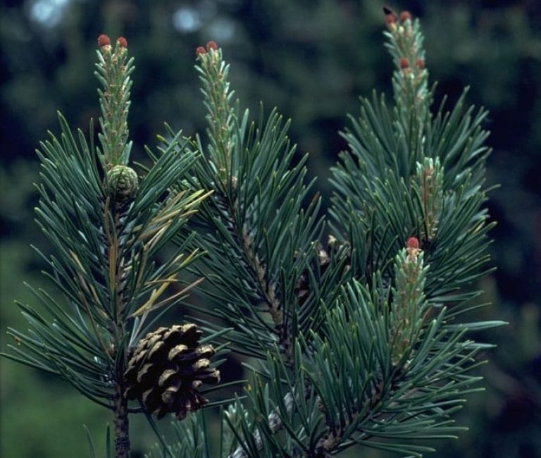 1._Pinus_sylvestris_shoots2
