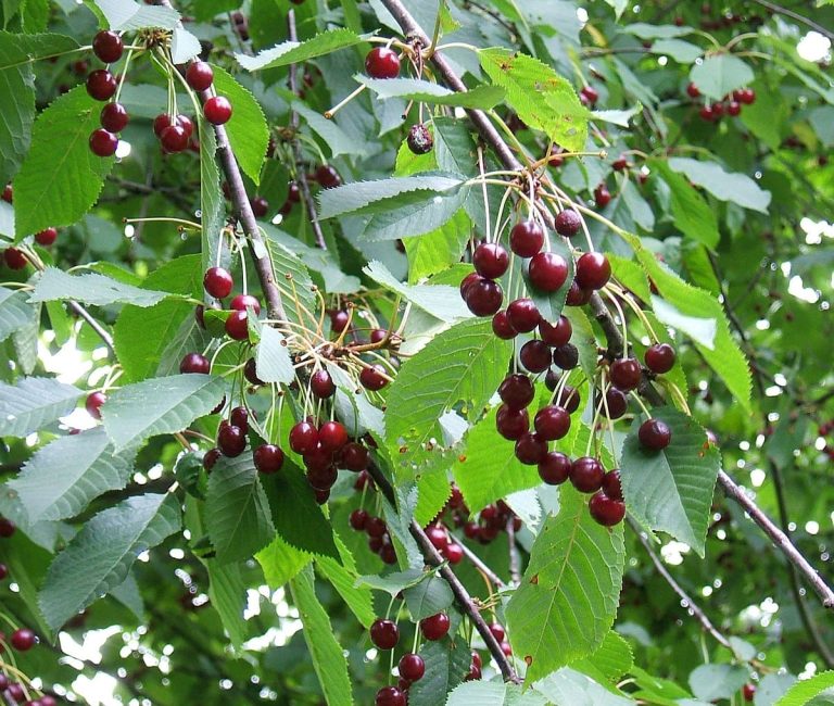 1200px-Prunus_avium_fruit