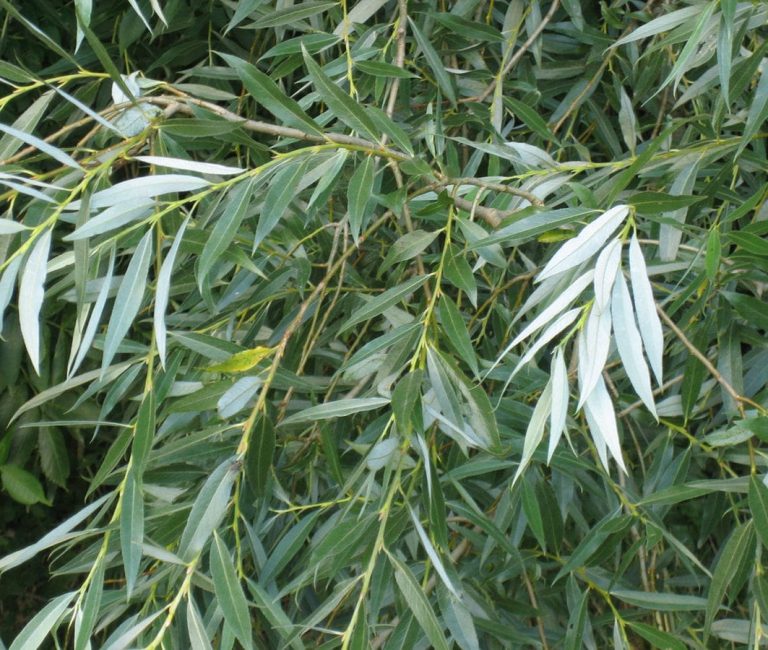 1200px-Salix_alba_leaves