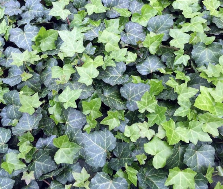 20039A-Hedera-Thorndale-A-GC-2-1024x1024-1