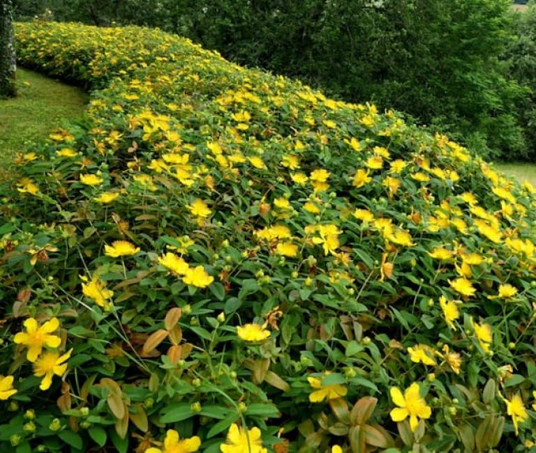 20220711_tm_hypericum_rose_of_sharon