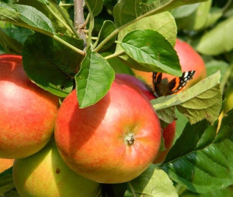 32aaaf84a379ea9ebcd144cc93f38611-malus-fruit