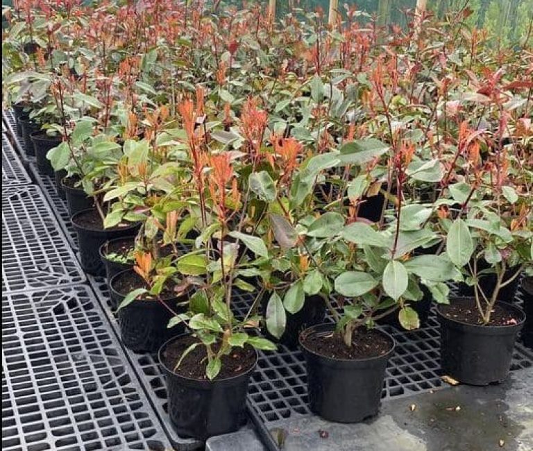 339808851_880454976387056_2090647328360070685_n-e1683104508278