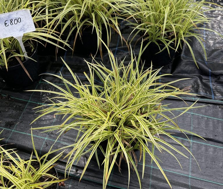 383d49b8-7a0d-4579-b8eb-bf0acb233815-35947-000005a738ff57f6_file-scaled