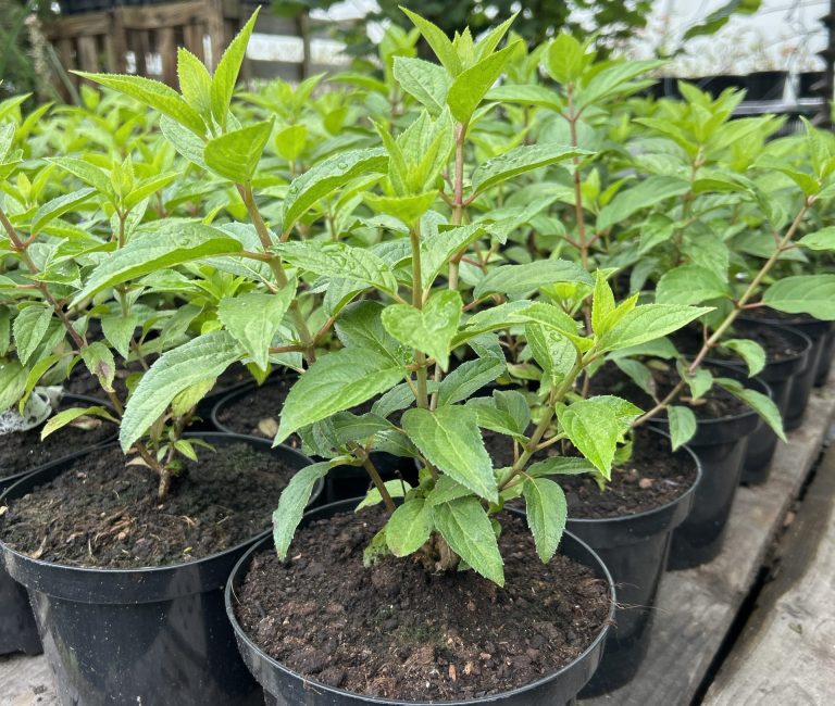 4e80959a-0d95-4979-82b5-49eec2c28bd3-19096-000012bb2c212ae8_file-scaled