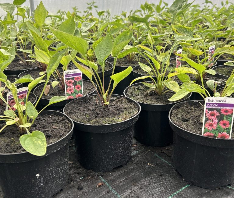 620ac057-3bf0-4c0d-9ca2-23617c1530b7-19996-000020fef569f31d_file-scaled