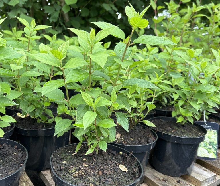 720ad44c-f03a-45ef-bab3-899f1ee7d406-19096-000012bac16ff82a_file-scaled