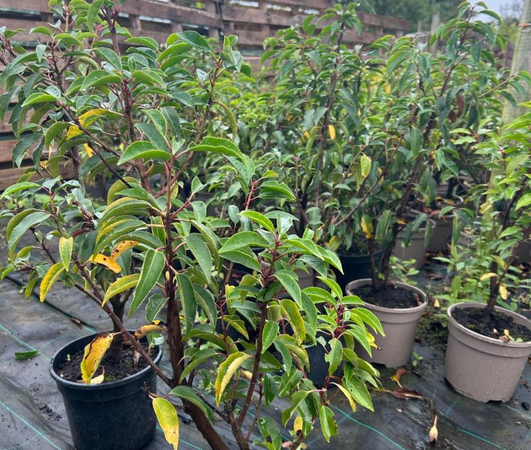 95704f72-59c7-4711-860b-f21dd4cadfd8