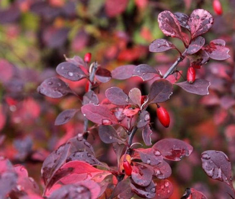 Berberis-_barberry