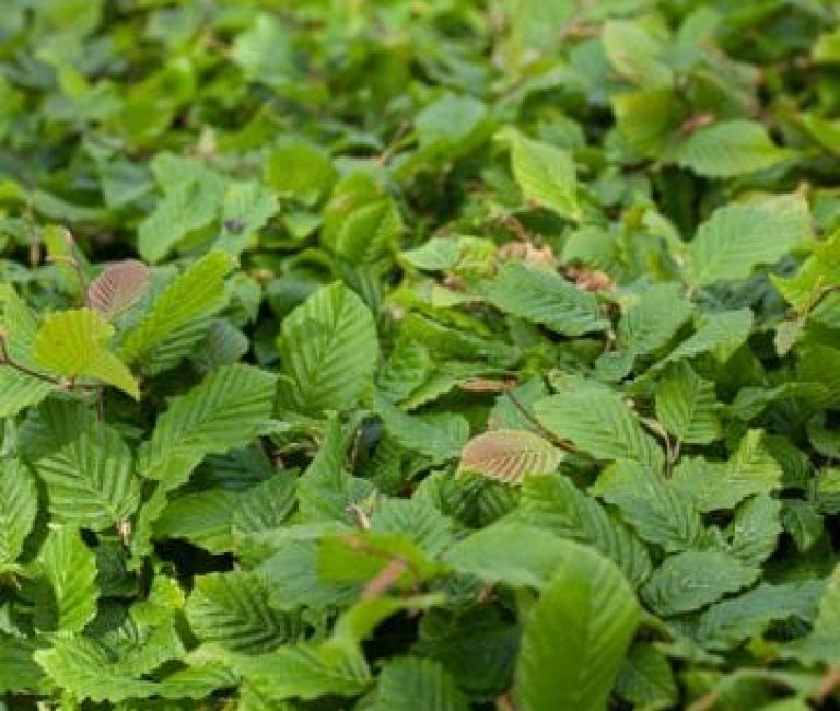 Carpinus-betulus-Charme-commun-Charmille-canva-78542-1