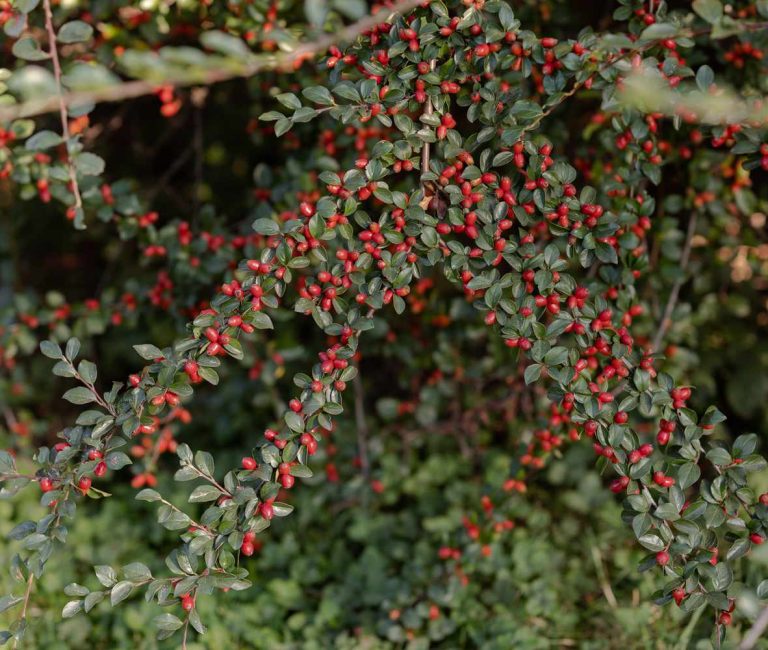 Cotoneaster-Horizontalis