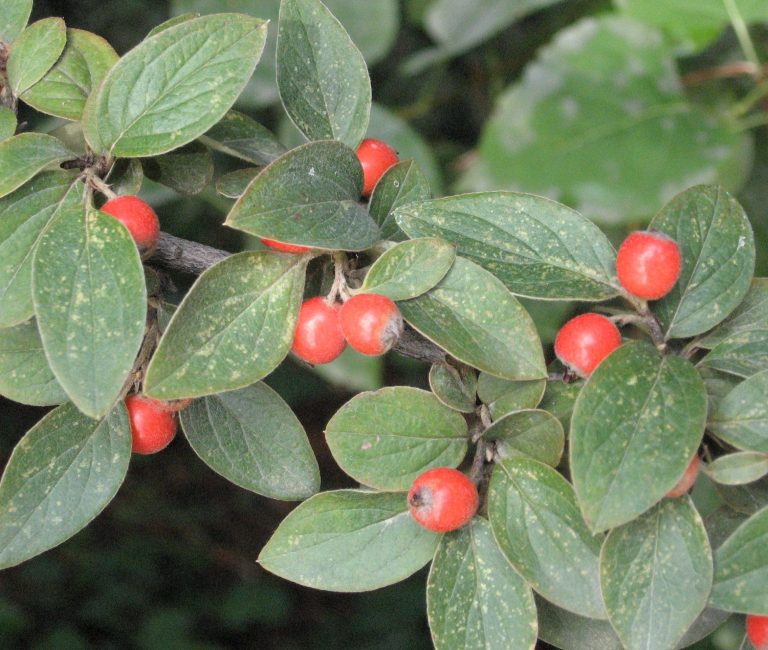 Cotoneaster_franchetii_2-scaled