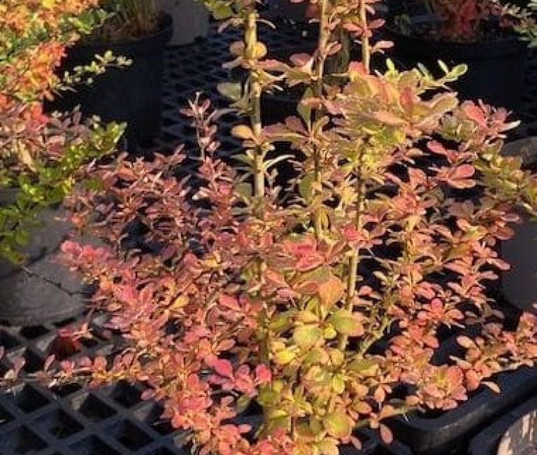 IMG_7926-rotated-e1687376357783