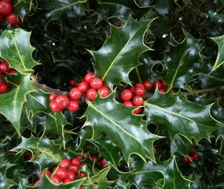 Ilex-aquifolium-Iain-Turner-cc-by-nc-sa-s-0
