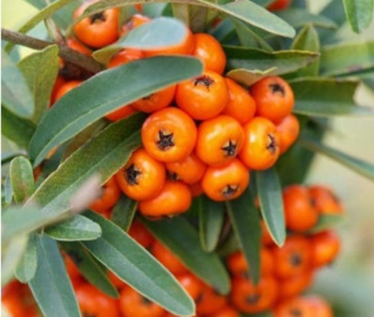 Pyracantha-Orange-Glow-e1683143772790