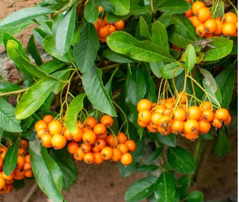 Pyracantha