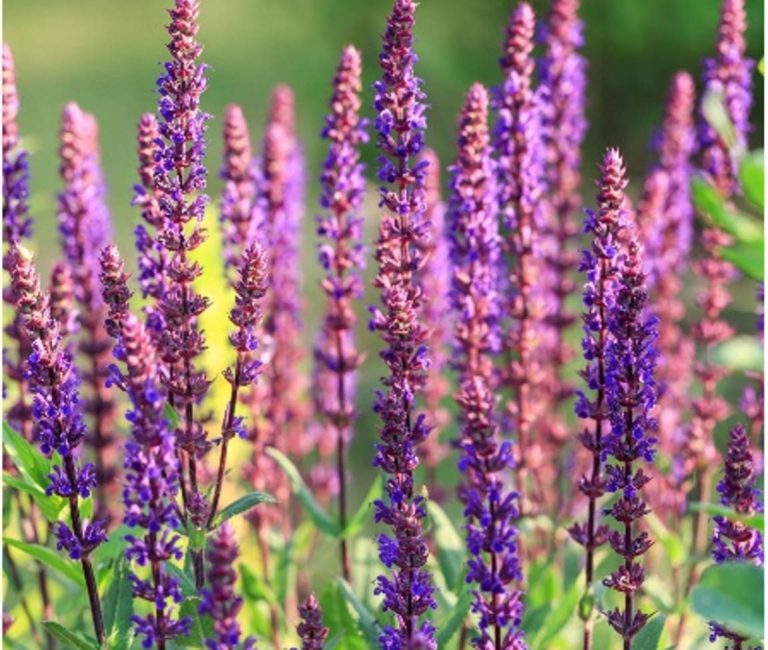 Salvia-Nemorosa-Caradonna-Pink