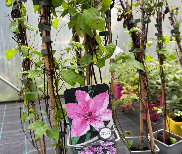 WhatsApp-Image-2024-07-09-at-08.59.27_dfbb96b8