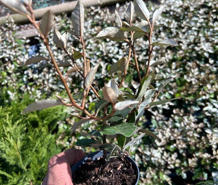 WhatsApp-Image-2025-04-07-at-14.01.08_7f32e969