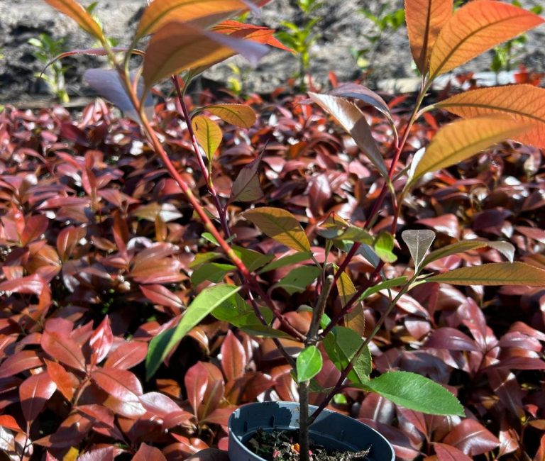 WhatsApp-Image-2025-04-07-at-14.01.08_dbbe7ecd