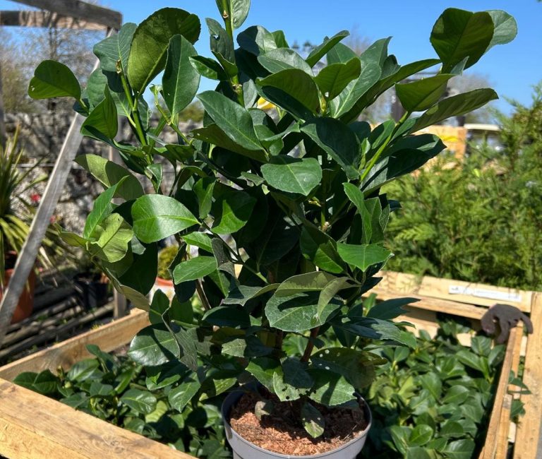 WhatsApp-Image-2025-04-07-at-14.41.19_0e226050