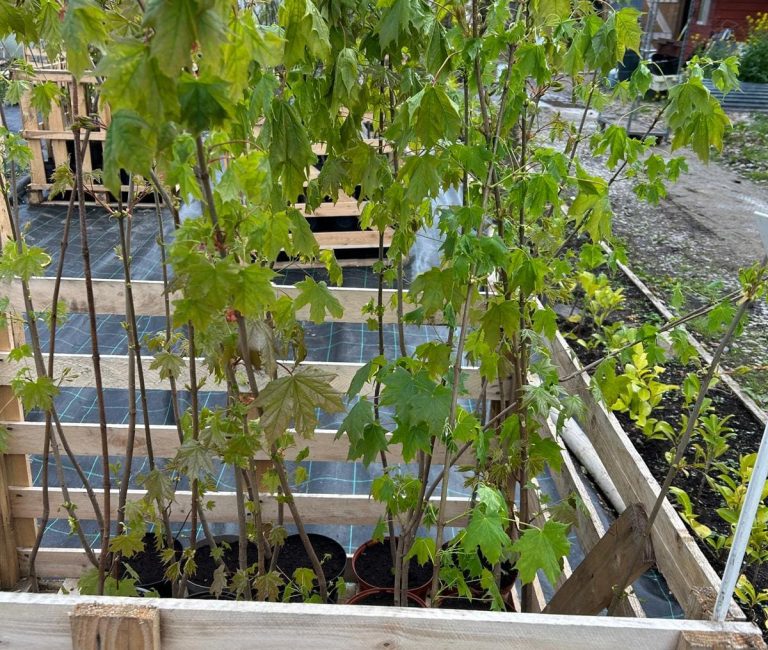 WhatsApp-Image-2025-04-26-at-07.39.25_022cdeee