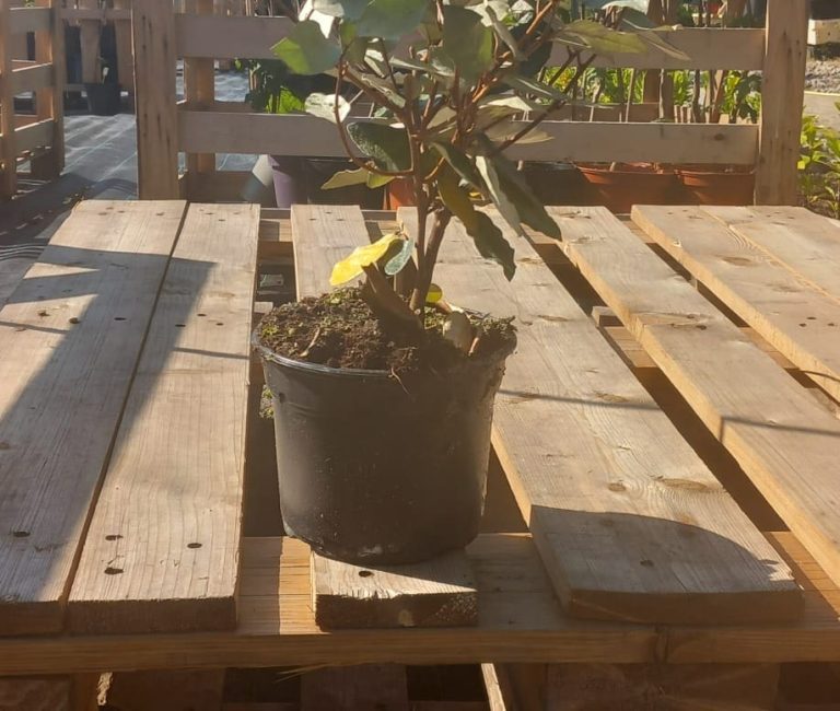 WhatsApp-Image-2025-05-19-at-10.21.02_89ecee89