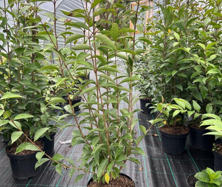 WhatsApp-Image-2025-08-23-at-11.37.44_1b3d62b1