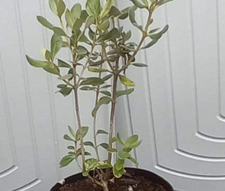 WhatsApp-Image-2025-08-23-at-13.20.48_197baef5