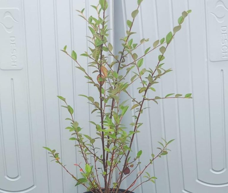 WhatsApp-Image-2025-08-23-at-15.42.05_c8937a1a