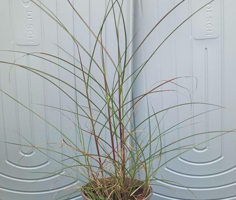 WhatsApp-Image-2025-08-25-at-12.29.36_c901c48f