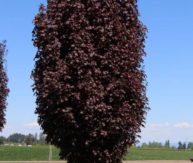 acer-crimsonsentry-web-01