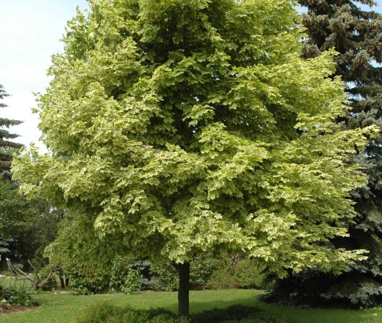 acer-platanoides-drummondii-4-scaled