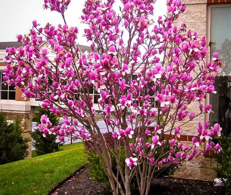ann-magnolia-tree-1