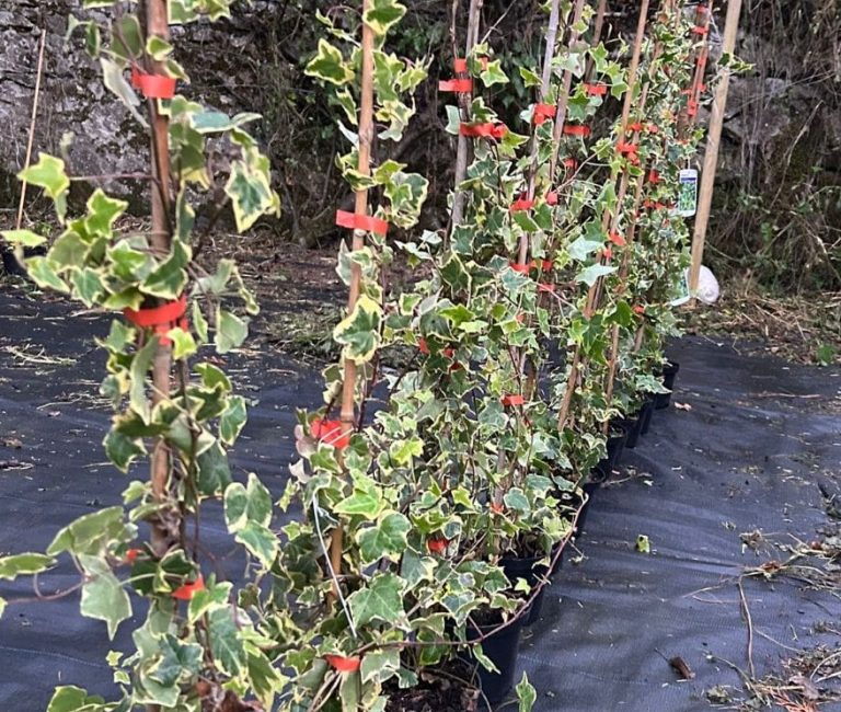 cda1eeff-6f9b-49c5-91d2-ac9eb0dae66f