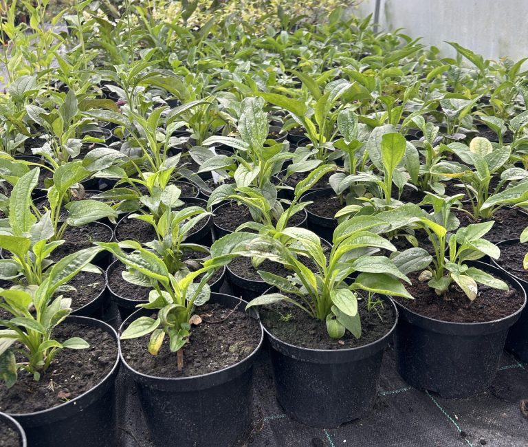 e51473ed-4b38-491a-ba22-19a4f7e5c421-19996-000020fe9a04944e_file-scaled