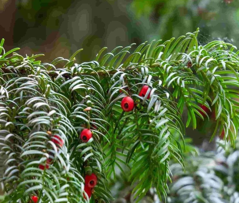 english-yew-taxus-baccata-p136-1097_image