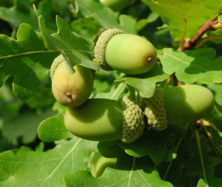 istockphoto-1125967000-612x612-1