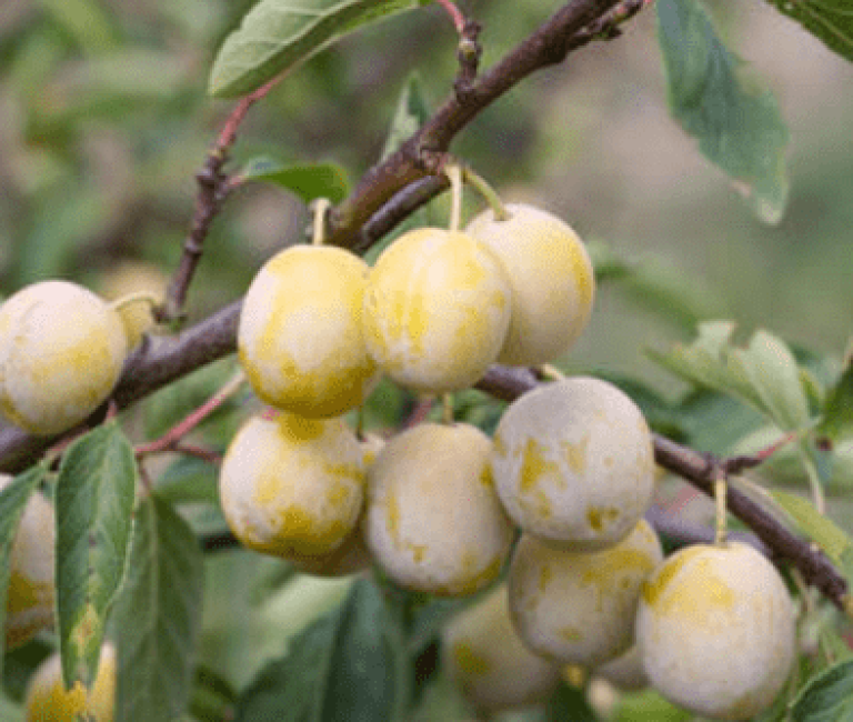 prunus-dom-mirabelle-de-nancy-394x394-626265500eb1b_l