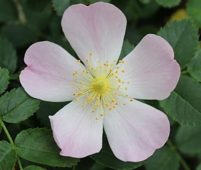 rosa_canina_2_-_500p