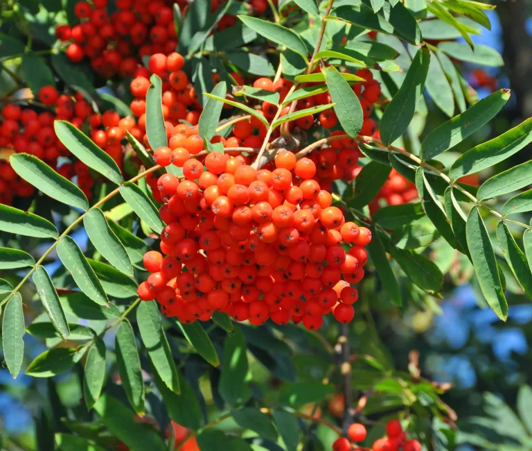 sorbus-aucuparia-18512695-scaled-1