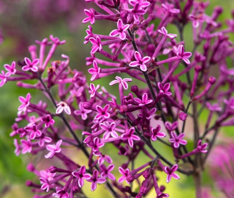 syringa-bloomerang-dark-purple-lilac-shrub-19-cm-h